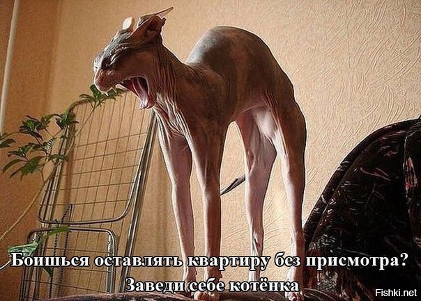 Из солянки