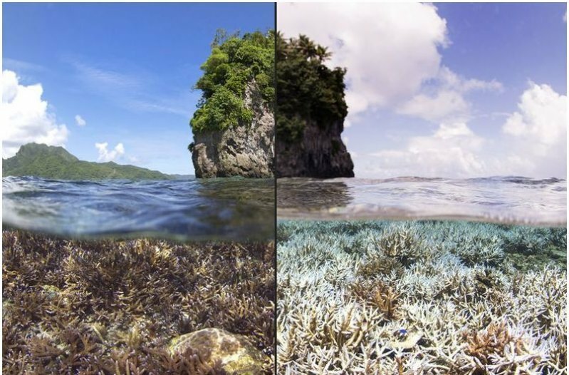 Как на Земле исчезают ледники и кораллы