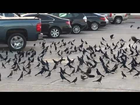 Сотни птиц слетелись, чтобы проститься с погибшим собратом