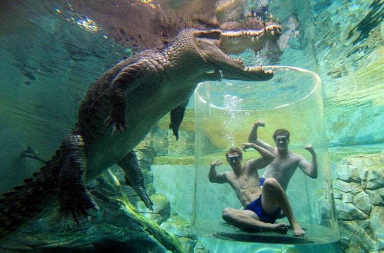 В Австралии придумали аттракцион с погружением к крокодилу-людоеду