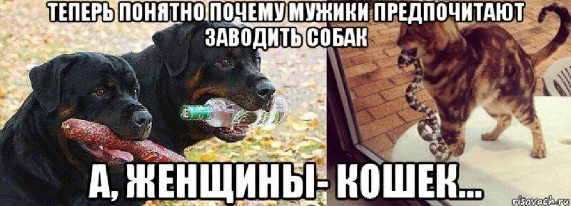 Собаки или кошки?