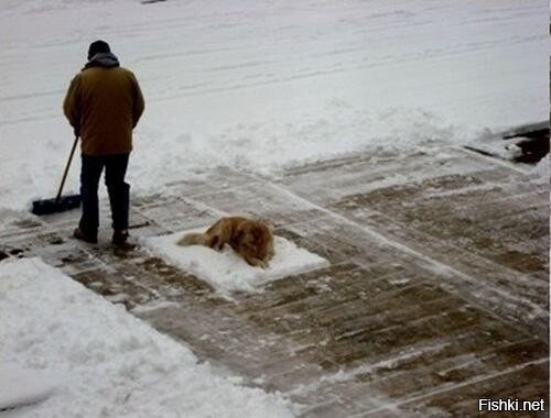 Из солянки