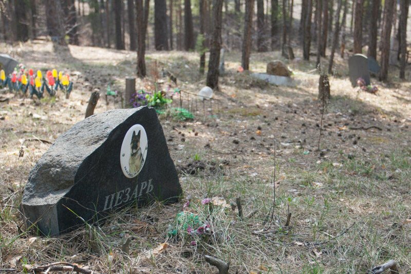 Барнаульское кладбище домашних животных