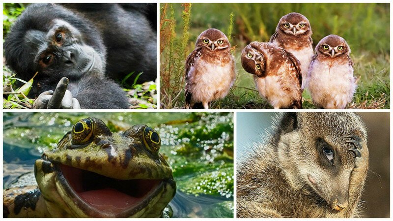 40 финалистов конкурса Comedy Wildlife Photography Awards 2016