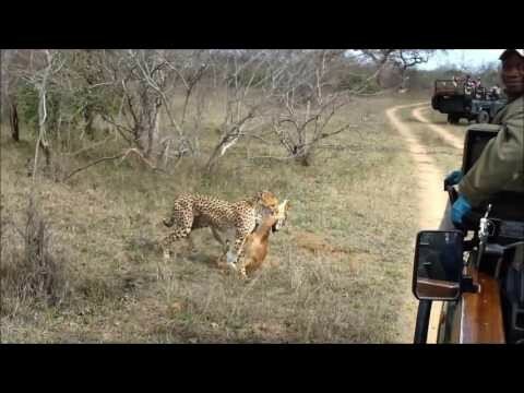 Удивительные моменты из жизни животных 