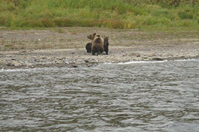 Расставание медвежат с мамой-медведицей
