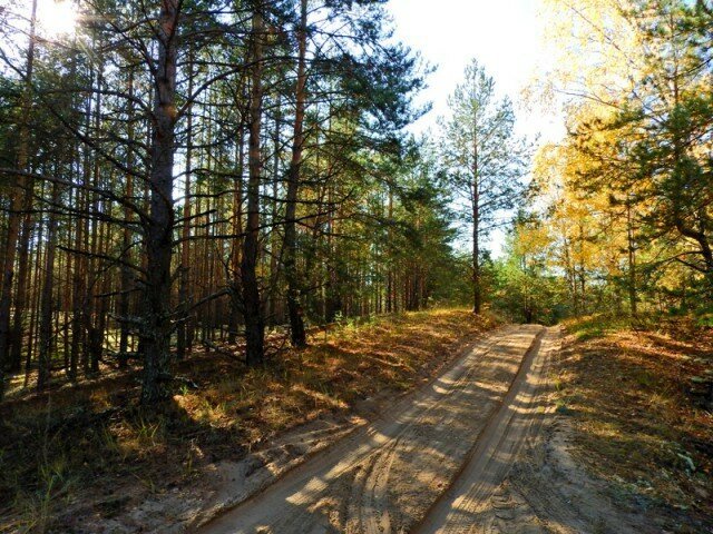 Прогулка по лесу с ножом, фотоаппаратом и ведром