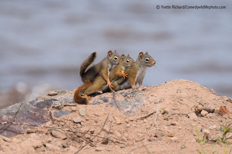 Участники конкурса Comedy Wildlife Photography Awards 2016. Часть 2 