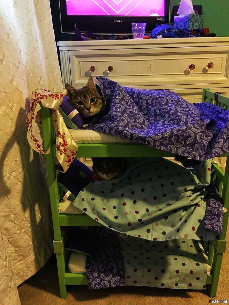 Из солянки