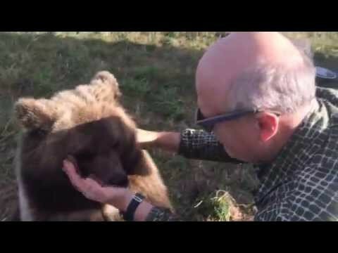 Как медведь лапу сосал