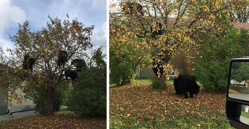 Женщина увидела в своем районе на дереве целое семейство медведей, поедающих яблоки
