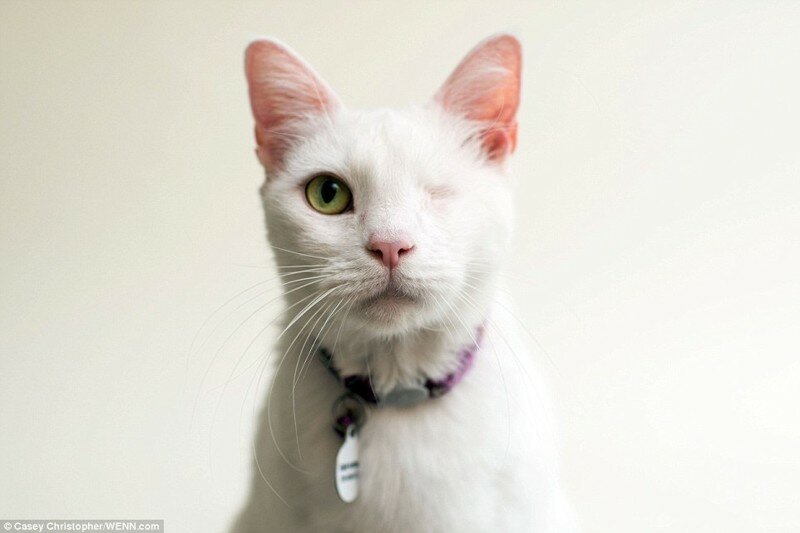 Фотограф публикует снимки кошек, потерявших один или оба глаза, в надежде, что люди заберут их