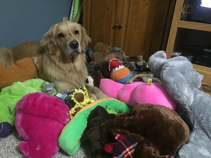 Каждую ночь эта собака берет с собой в кровать новые игрушки