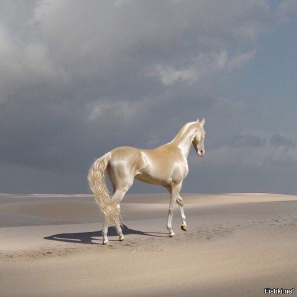 Восхетительная ахалтекинская лошадь