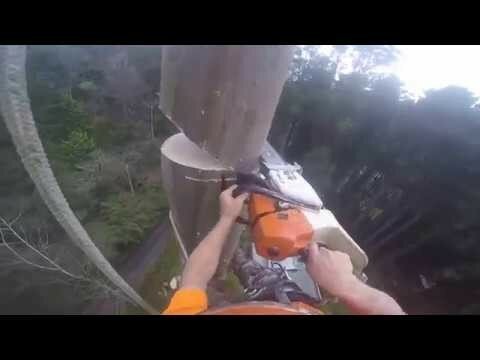 Спиливание 50-метрового дерева!