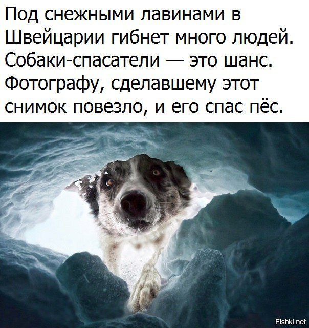 Из солянки