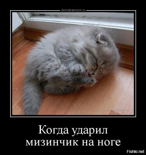 Из солянки