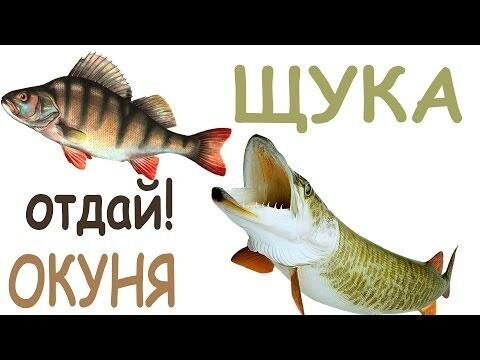 Щука! С@ка!!! И ни хвоста, ни чешуи