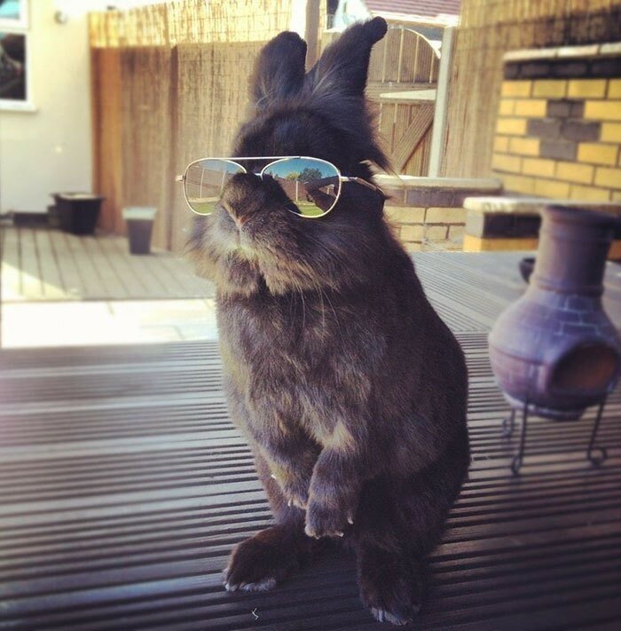 Смешной кролик в очках спровоцировал битву фотошоперов