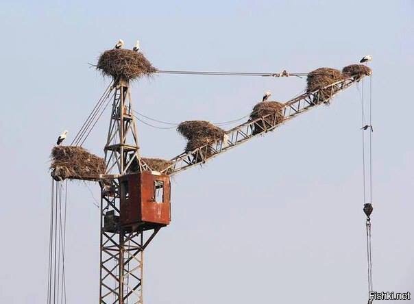 Из солянки