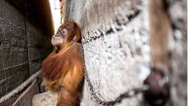В Индонезии работники спасательного центра освободили прикованного к стене детёныша орангутанга 