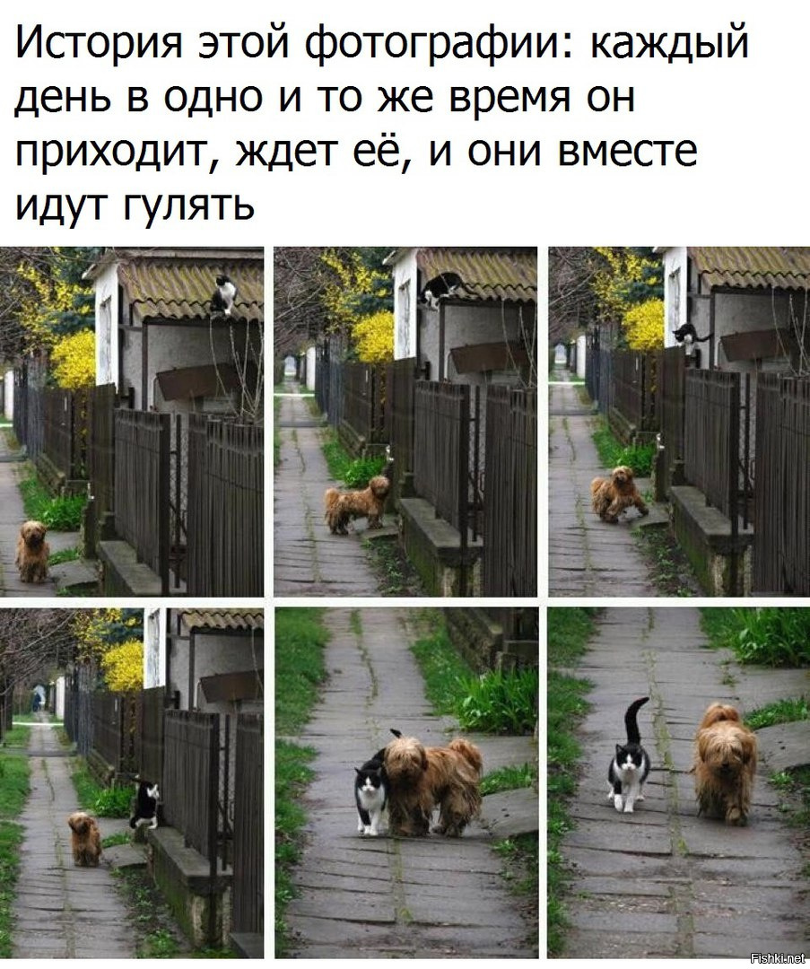 Из солянки