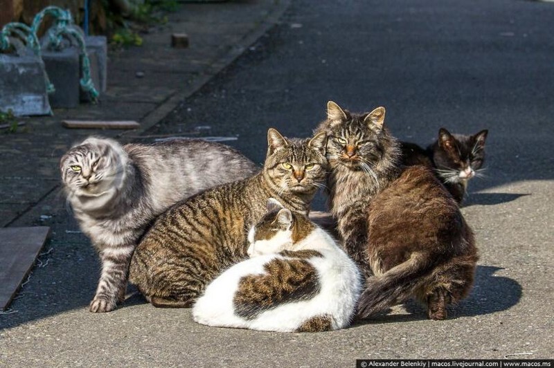 Кот здесь власть