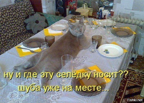 Из солянки