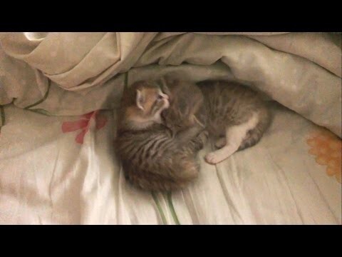 Миленькие котята пытаются сожрать друг друга