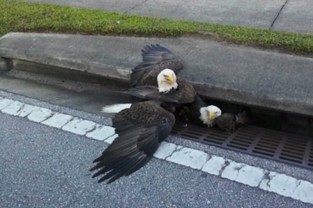 Два белоголовых орлана, дерущихся в канализации на улице в США, напомнили прохожим выборы