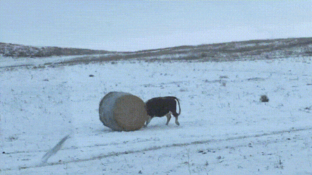 Коровы тоже умеют веселиться