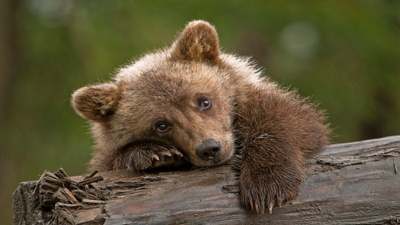 Очевидцы засняли медвежонка, качавшегося на детских качелях в одном из городов Томской области