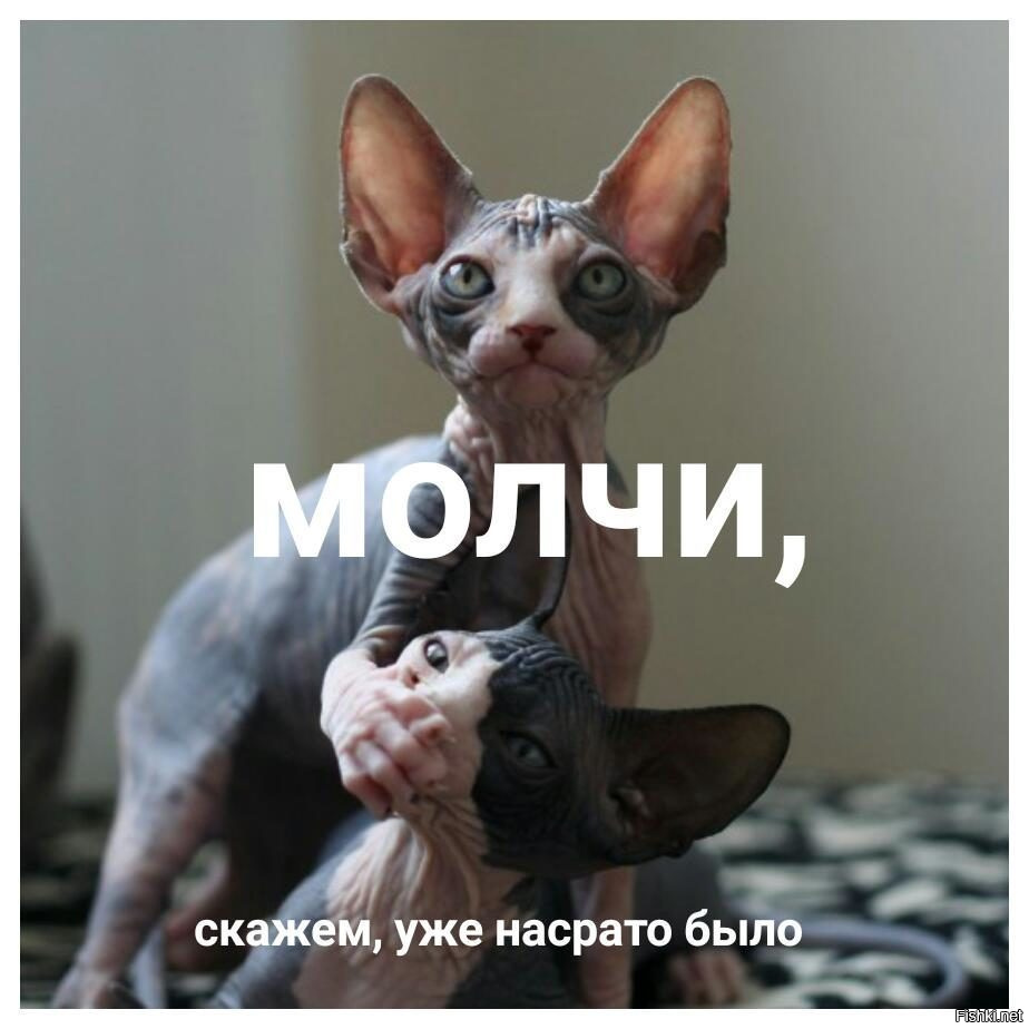 Из солянки