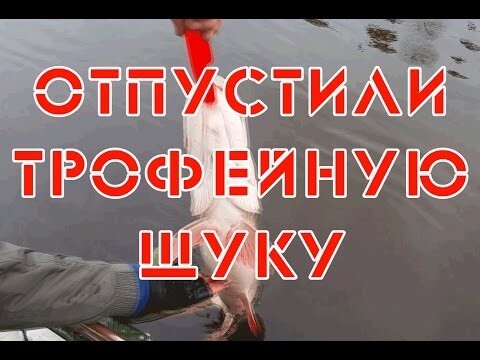 Отпустили трофейную щуку