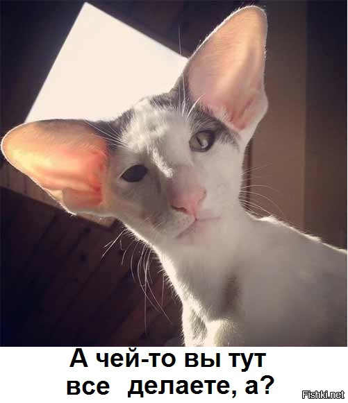 Из солянки