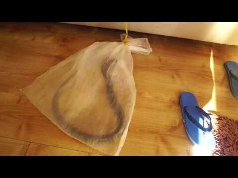 Как приготовить кобру?