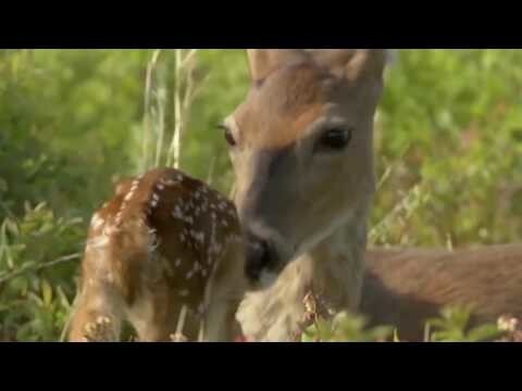 Cute Animal Babies