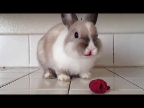 cute rabbit and raspberry