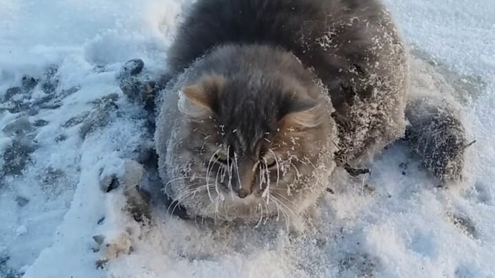 Замерзающего кота спасли от мучительной смерти