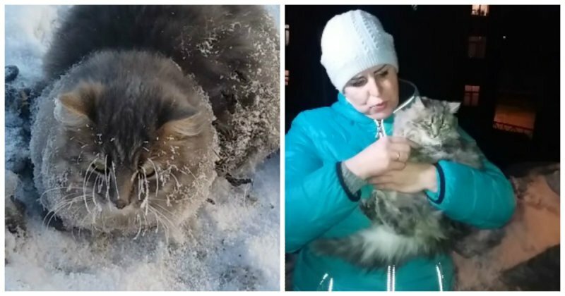 Вмерзший в лед кот, которого спасли добрые люди, обрел новый дом