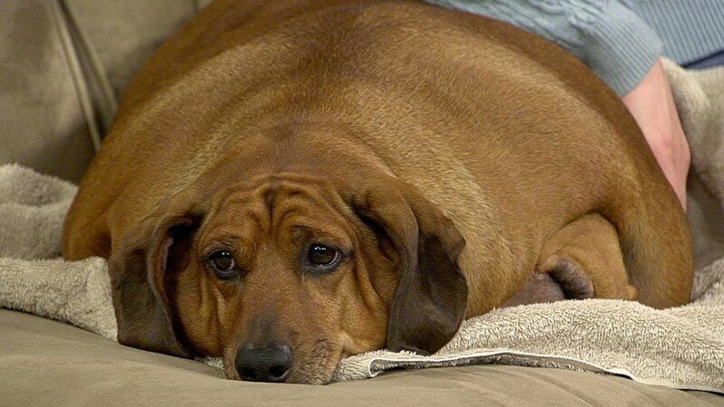 15 самых толстых собак в мире