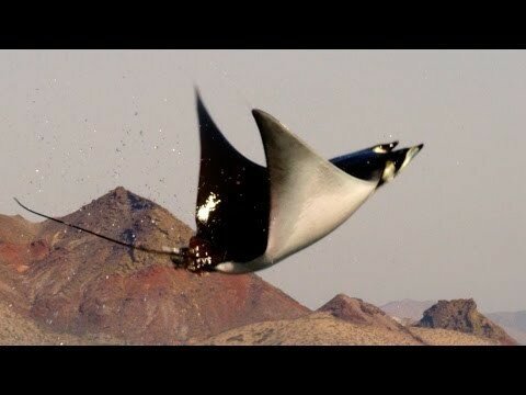 Оказывается, морские скаты тоже умеют летать