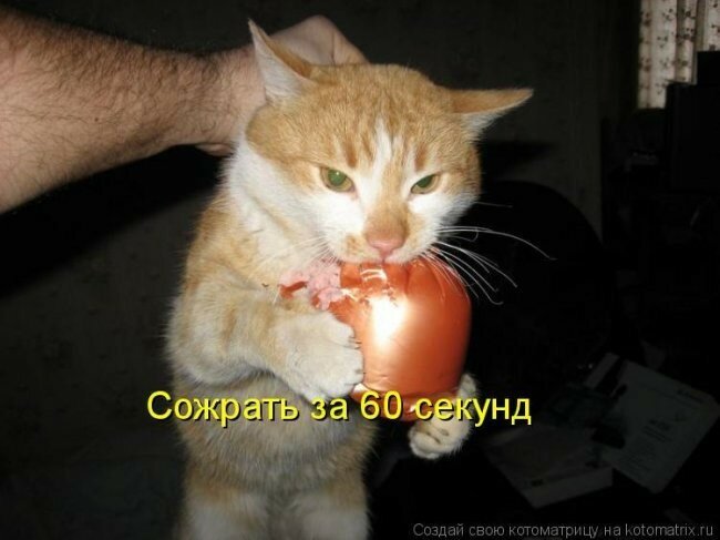 Просто коты и кошки