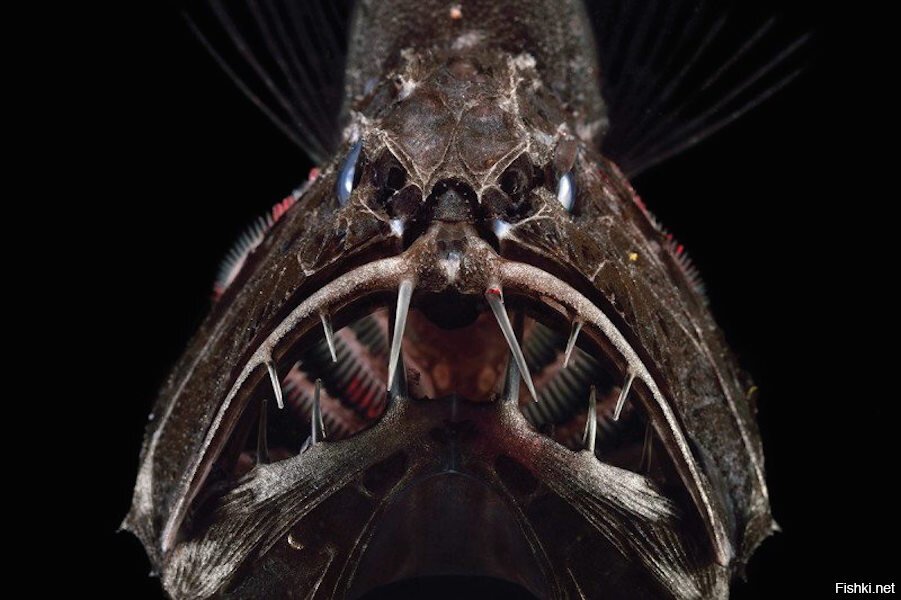 Длиннорогий саблезуб (Anoplogaster cornuta) вырастает максимум до 40 сантимет...
