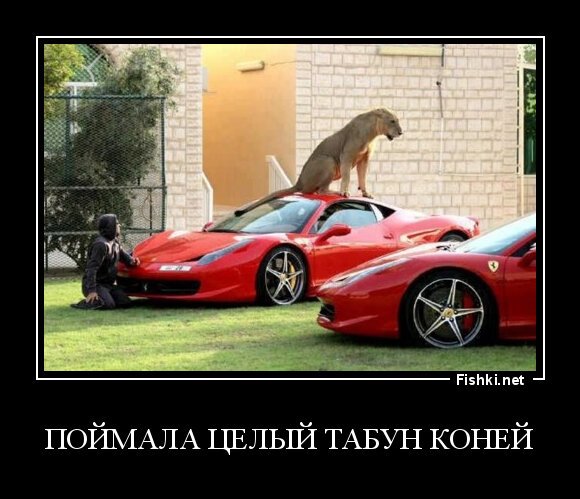 Поймала целый табун коней