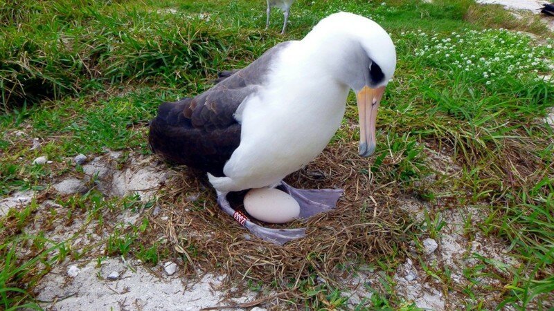 Старейшая самка темноспинного альбатроса вновь отложила яйцо
