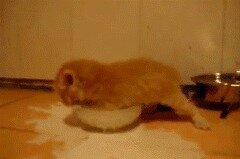 Охотник на молоко