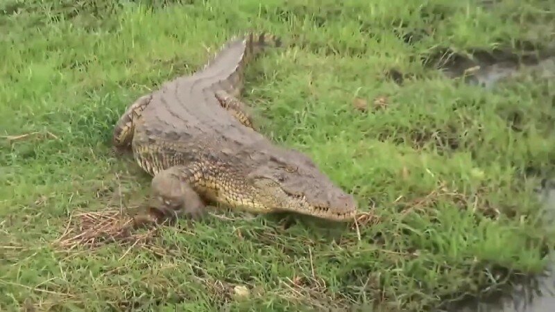 Встреча с крокодилом в Ивановской области