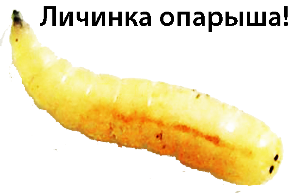 Опа́рыш