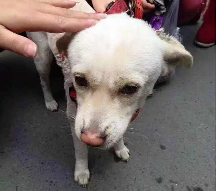 Защитники животных спасли собаку от голодных китайцев
